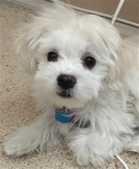 white-maltipoo-dog-on-floor